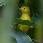 Yellow Warbler