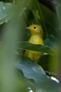 Yellow Warbler