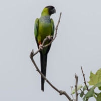 Nanday Parakeet