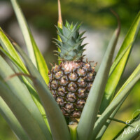 Young Pineapple